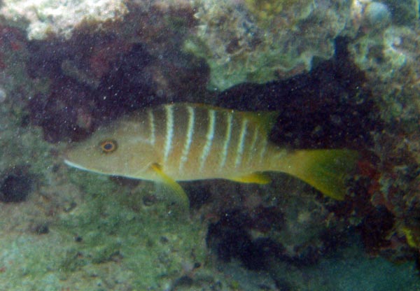 Juvenile Schoolmaster