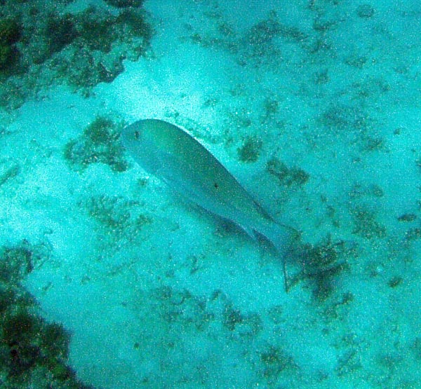 Lane Snapper