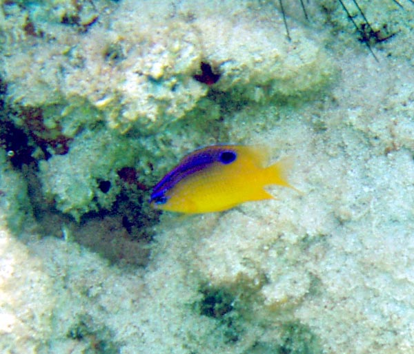 Longfin Damselfish -#337104