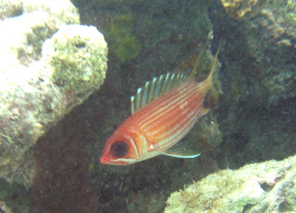 Longsping Squirrelfish