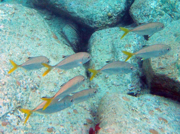 Mystery Fish ? a