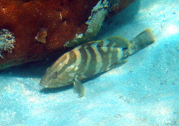 Nassau Grouper b