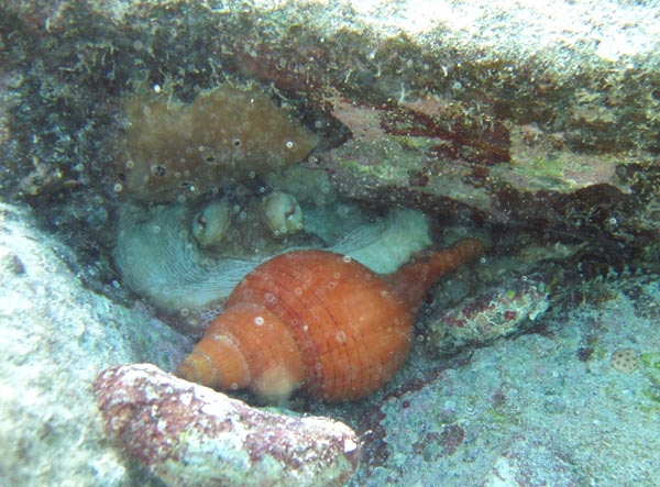 Octopus eating a