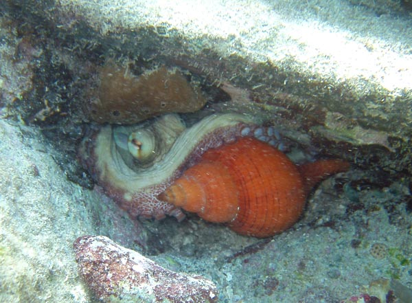 Octopus eating d