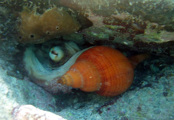 Octopus eating e
