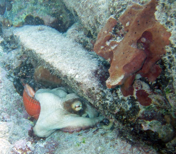 Octopus eating g