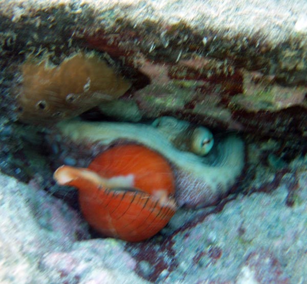 Octopus eating h
