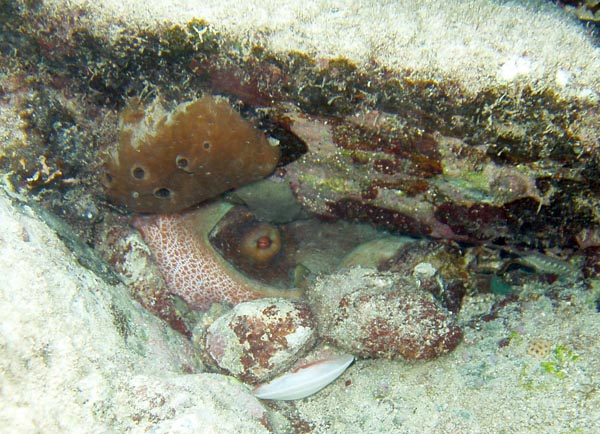 Octopus in the Garden b