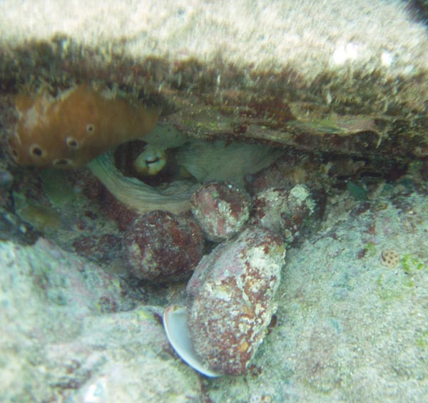 Octopus in the Garden c