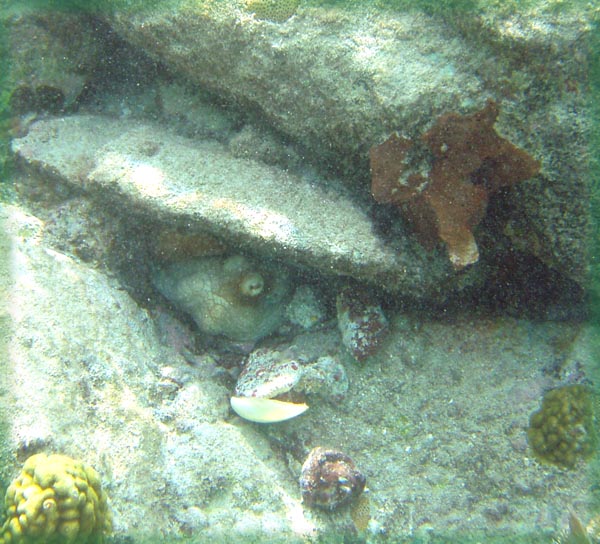 Octopus ready for a walk