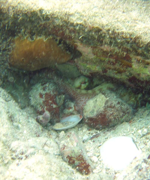 Octopus's Garden