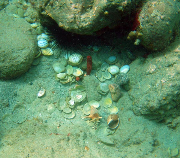 Octopuses Garden