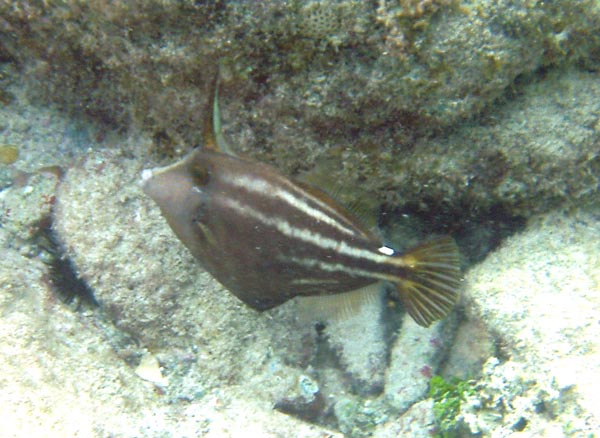 Orangespoted Filefish b