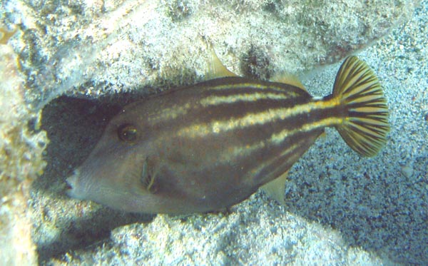 Orangspotted Filefish