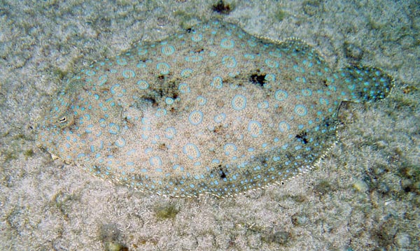 Peacock Flouder Hiding