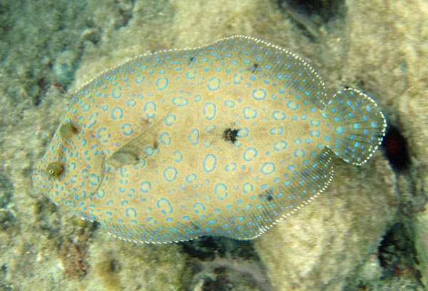 Peacock Flouder Swimming b