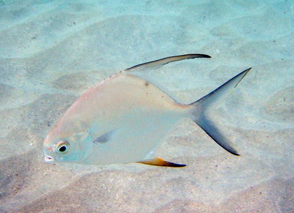 Permit Juvenile