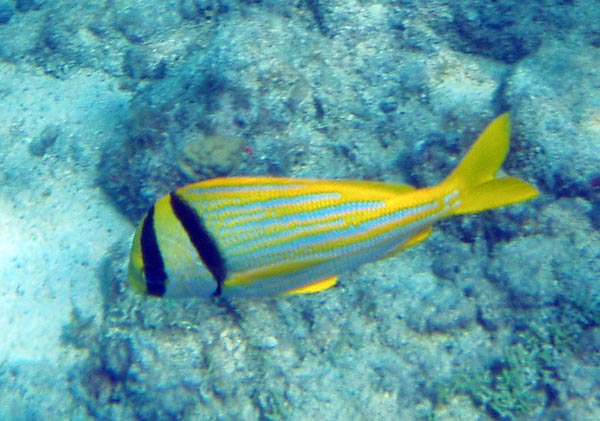 Porkfish b