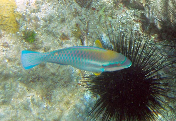 Princess Parrotfish