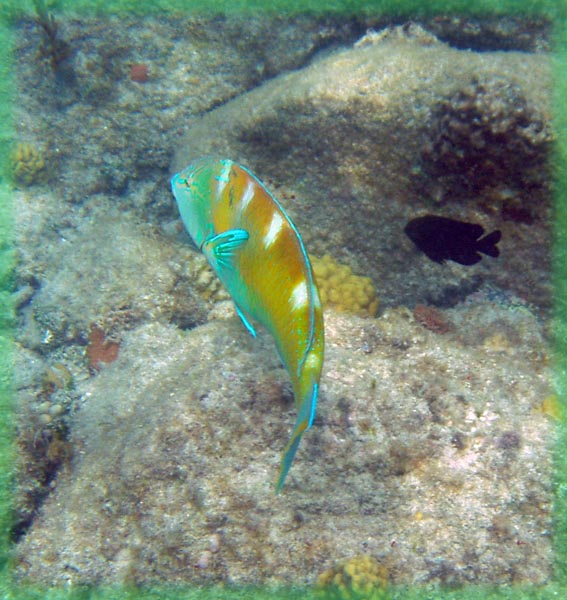 Puddingwife d