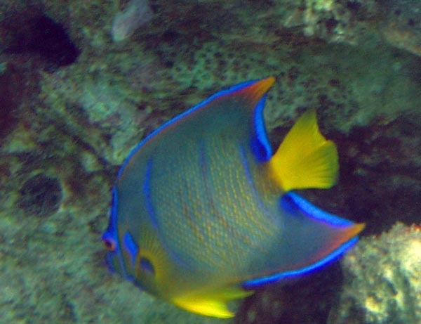 Queen Angelfish d