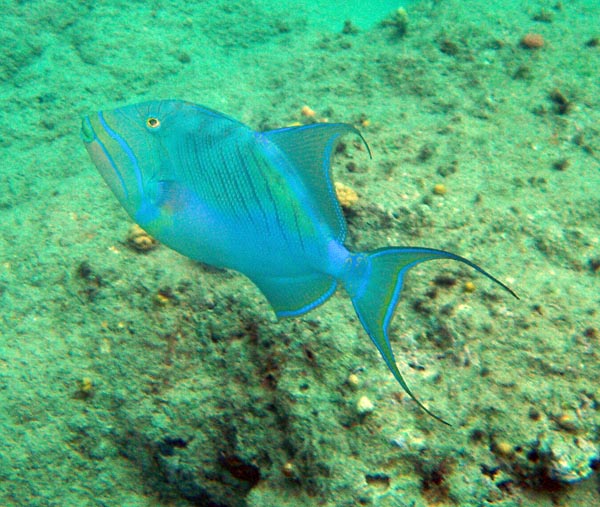 Queen Triggerfish b