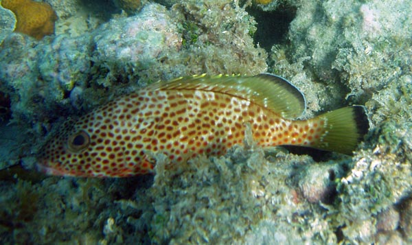 Red Hind