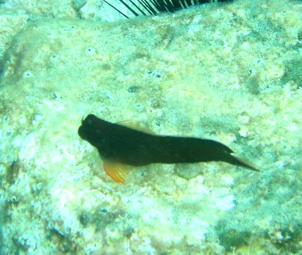 Redlip Blenny