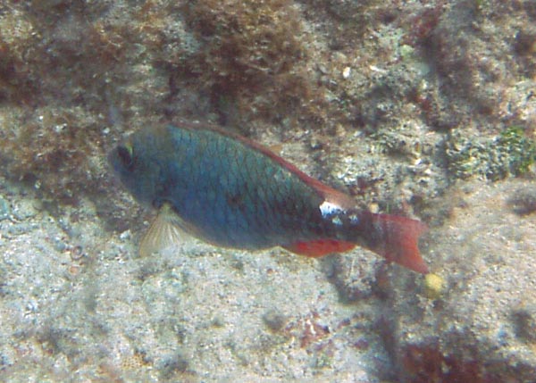 Redtail Parrotfish
