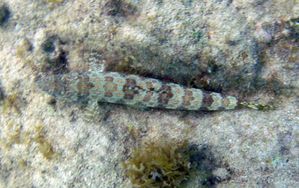 Sand Diver
