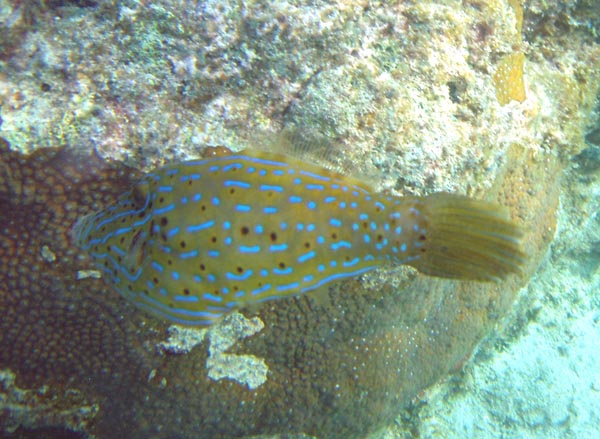 Scawled FileFish