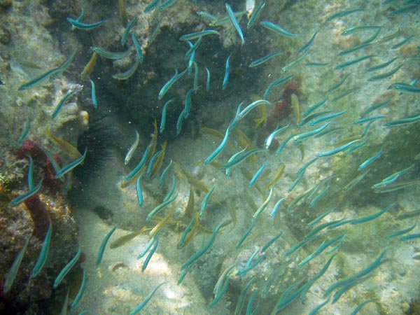 Silversides