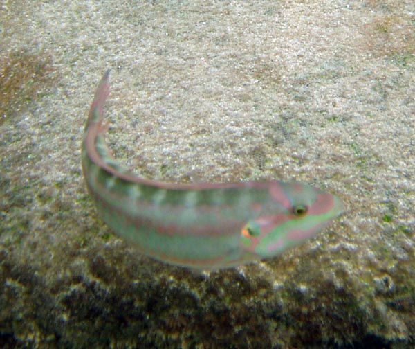 Slippery Dick c