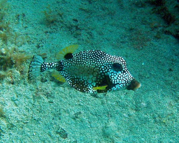 Smooth Trunkfish