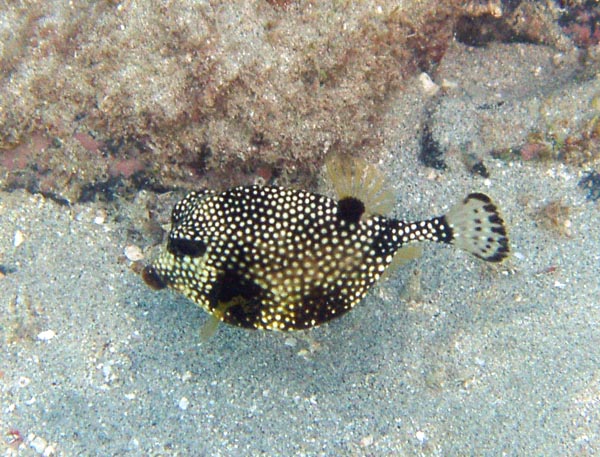 Spotted Trunkfish b