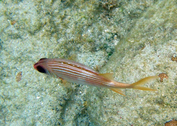 Squirrelfish