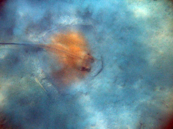 Stingray Hiding a