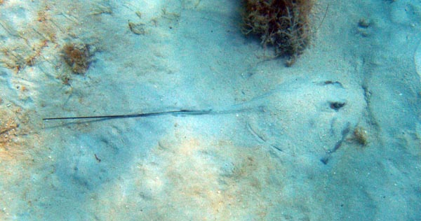 Stingray Hoiding b