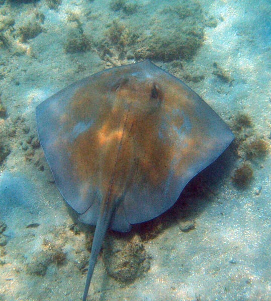 Stingray swimming