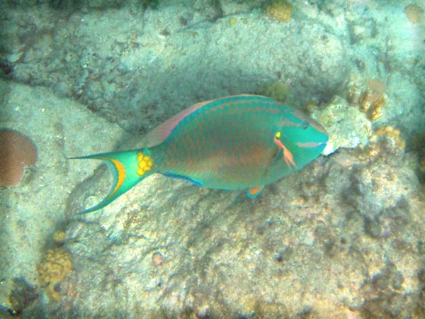 Stoplight Parrotfiis#3469AD