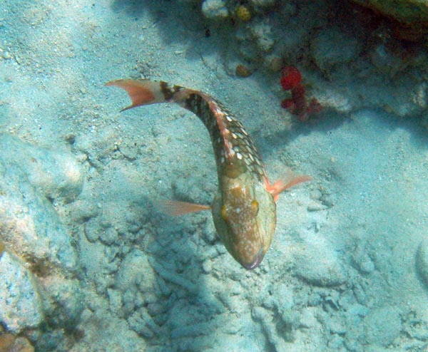 Stoplight Parrotfish#3371E2