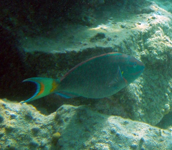 Stoplight Parrotfish#337F4B