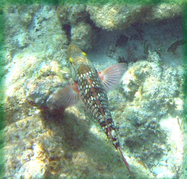 Stoplight Parrotfish#3469AA