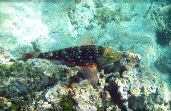 Stoplight Parrotfish#3469AC