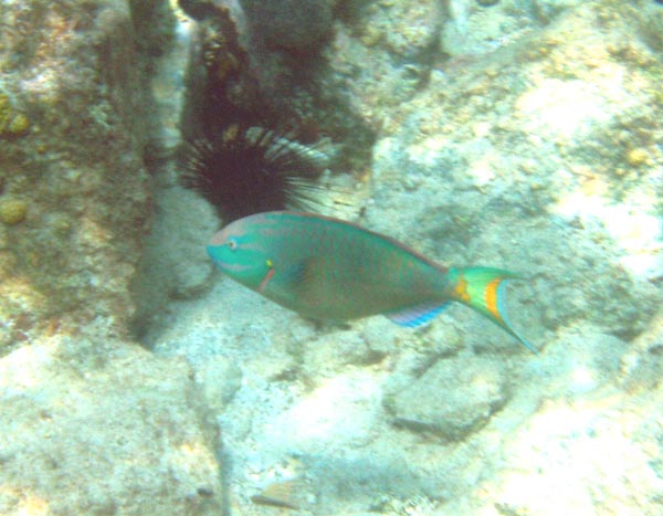 Stoplight Parrotfish