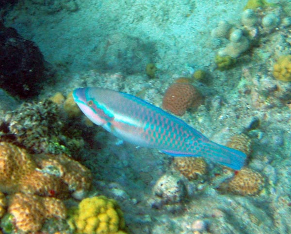 Striped Parrotfish c