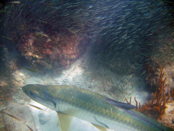 Tarpon & Silversides b