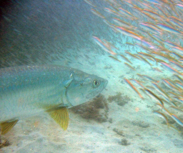 Tarpon & Silversides f