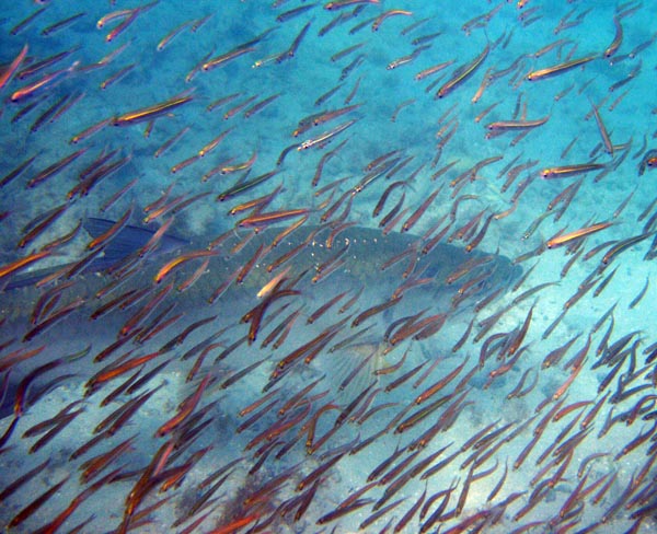 Tarpon & Silversides g