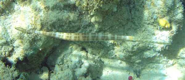 Trumpet Fish